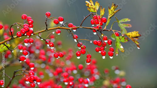 Red berries of Crataegus monogyna with raindrops. Depth of field and bokeh.
