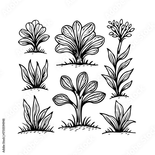 Collection of hand drawn botanical illustrations featuring diverse plant species and organic