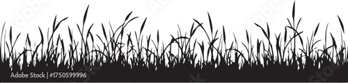 Black silhouette of tall grass and reeds against white