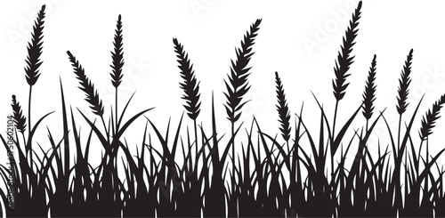 Black silhouette of tall grass and seed heads white