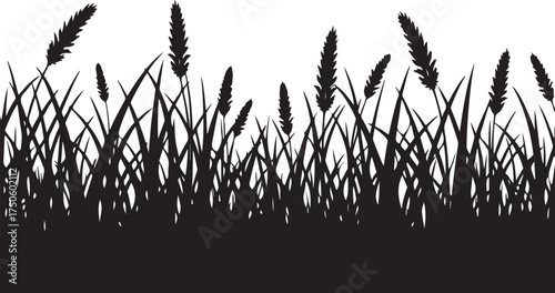 Black silhouette of tall grass and seed heads white