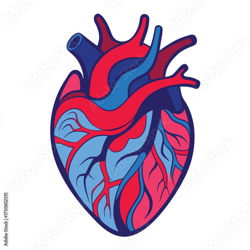 Anatomical illustration of a human heart with arteries and veins