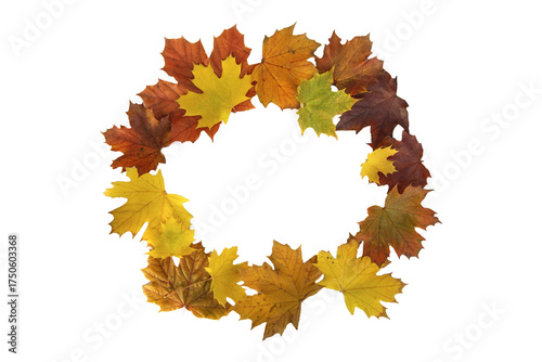 maple leaves colorful forming a circle like acrown  isolated on white background