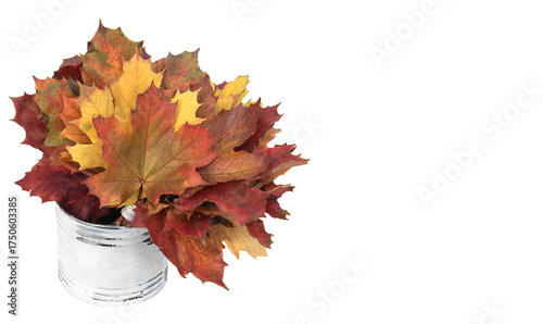 bouquet of colorful maple leaves with on metallic can and isolated on a white...