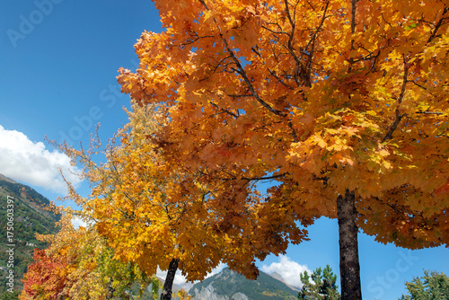 several beautiful vibrant colors of maple trees with leaves illuminated by su...