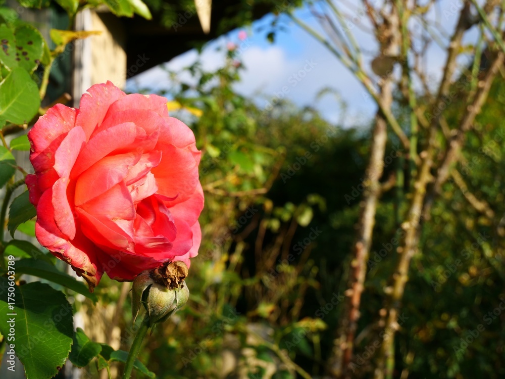 Obraz premium Pink rose blooming in a lush green garden