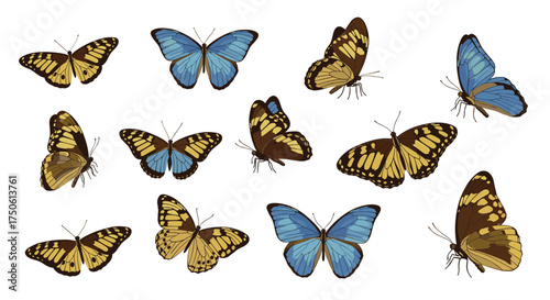 A collection of diverse butterflies displaying a variety of colors and patterns across a white background.