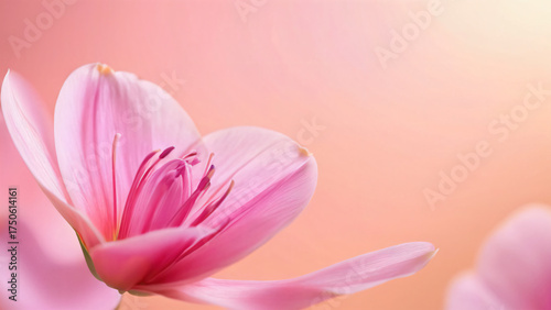 Extreme close up of a soft pink flower with a prominent stamen structure against a peach colored background