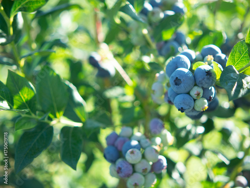 Blueberry picking on a plantation. Blueberries close-up