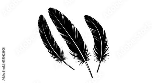 Three delicate black bird feathers with detailed barbs arranged in a visually appealing composition on a transparent background