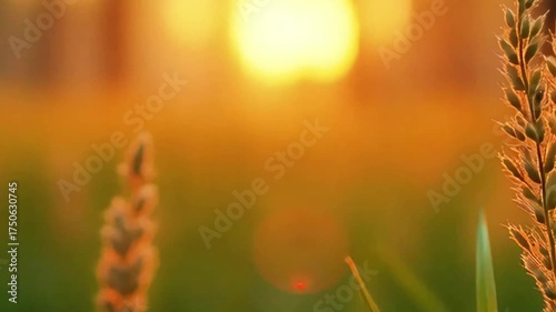 Abstract soft focus sunset field landscape of flowers and grass meadow warm golden hour sunset