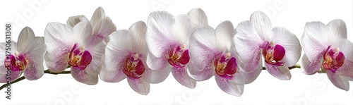 A horizontal row of orchid flowers, white with purple accents, on a slender stem