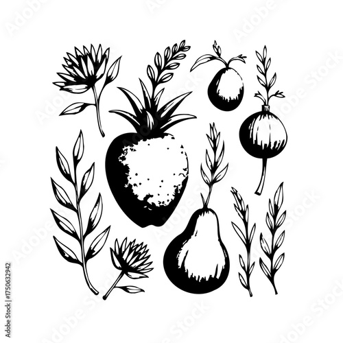 Elegant botanical assortment with black ink drawings of fruit, foliage, and flowers creating a