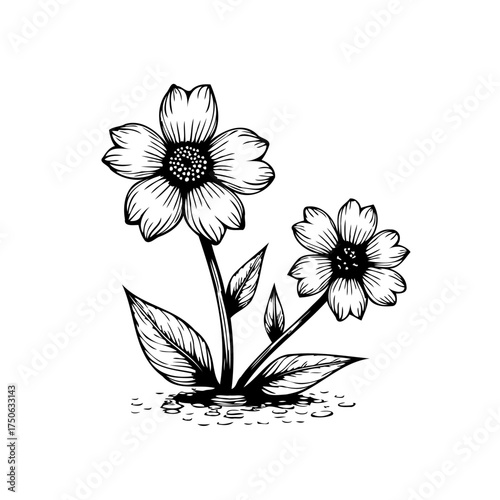 Elegant floral illustration featuring two blooming daisies and verdant leaves with artistic charm