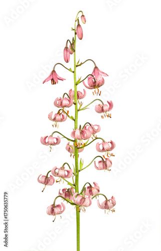 Lilium martagon (martagon lily) flower