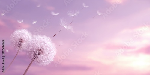 Two dandelion clocks against a pastel sky, seeds floating upwards, capturing a dreamlike atmosphere