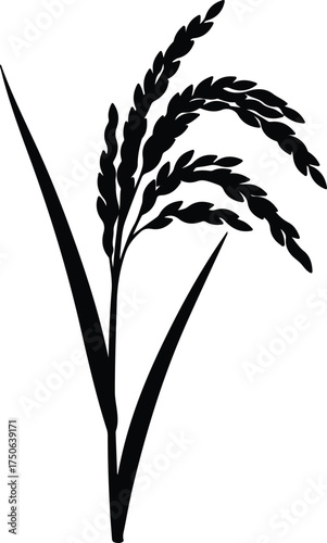 Vector silhouette rice plant agriculture harvest illustration