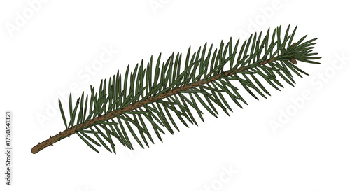 A single pine needle branch with its distinctive green foliage extending outwards on a white background.