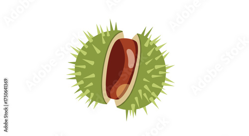 A spiky green horse chestnut seed pod opens to reveal a shiny brown nut inside.