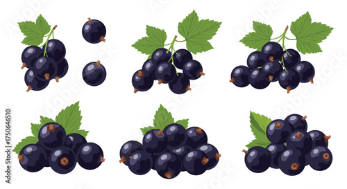 A collection of fresh dark purple berries with green leaves illustrating different clusters and individual fruits for a healthy and delicious food concept.