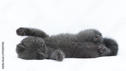 british kitten t on a white background