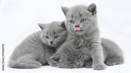 british kitten t on a white background