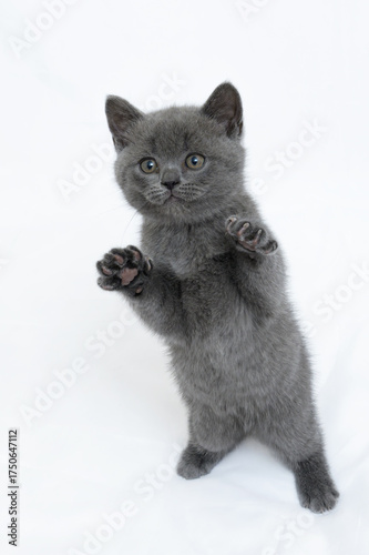 british kitten t on a white background