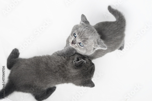 british kitten on a white