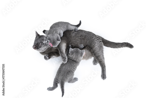 British cat that feeds and loves kittens