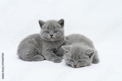 british kitten on white background