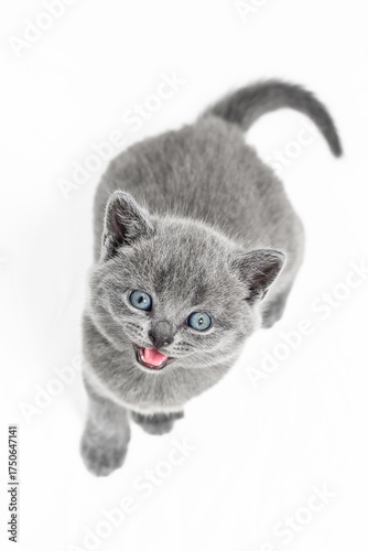 british shorthair kitten