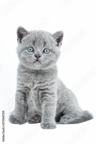 british shorthair kitten