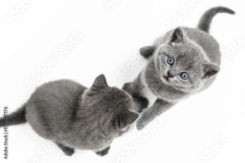 british shorthair kitten