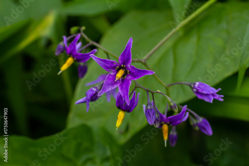 Foto Bittersweet nightshade Solanum dulcamara flowers and buds with leaves