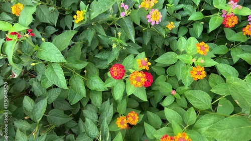 Lantana Camara flowers with a mix of red and yellow, blooming among the garden bushes.