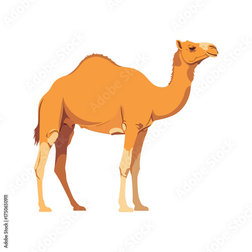 Stylized camel vector illustration desert animal wildlife concept vector
