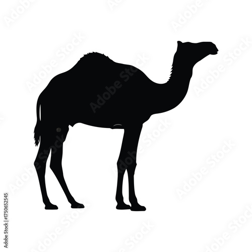 Silhouette camel standing desert wildlife animal safari expedition vector