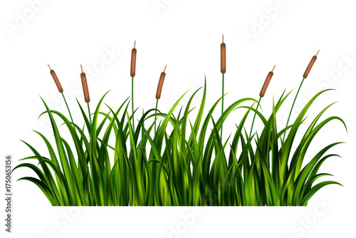 Grass reed on swamp and lake. Vector tall cattail plants illustration isolated on white background. Wetland with wild green plants. Coastal bulrush long foliage with thicket.