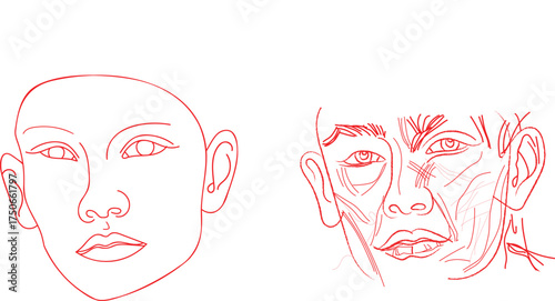 Minimal and detailed portrait line art drawing, human face sketch comparison, facial anatomy illustration