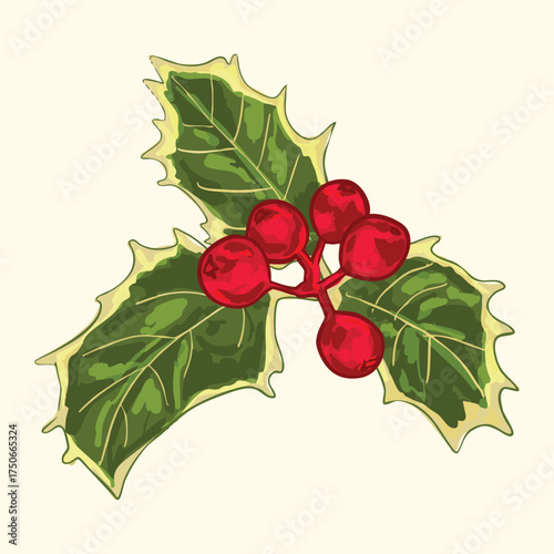 Christmas Holly Berries Illustration
