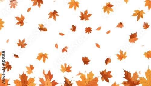 Digital illustration of a cascade of falling autumn maple leaves against a clean white backdrop, forming a natural border