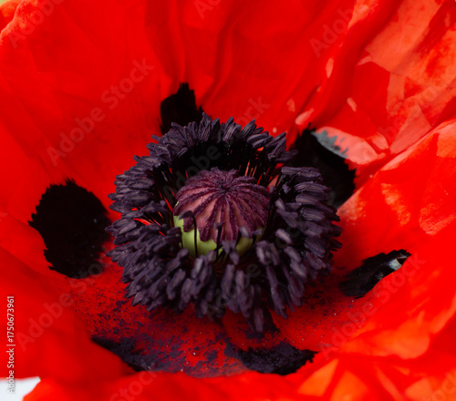 Bright red poppy flower with dark center displayed against a light background in a simple arrangement