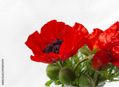Bright red poppy flower with dark center displayed against a light background in a simple arrangement