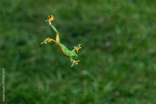 A green flying frog (Rhacophorus reinwardtii) glides through the rainforest in Java, Indonesia.