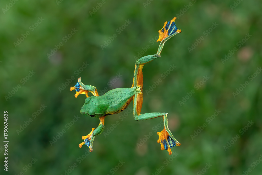 Obraz premium A green flying frog (Rhacophorus reinwardtii) glides through the rainforest in Java, Indonesia.