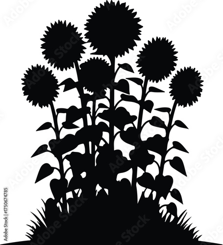 Vector silhouette of several sunflowers in a field illustration