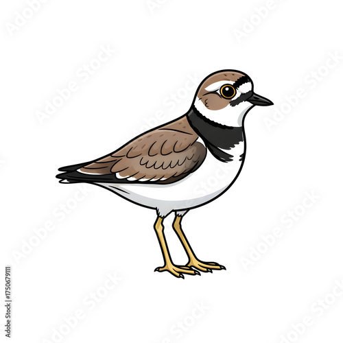 Wallpaper Mural Cartoon Plovers: Charming Brown And White Wading Bird Illustration For Wildlife And Nature Projects Torontodigital.ca