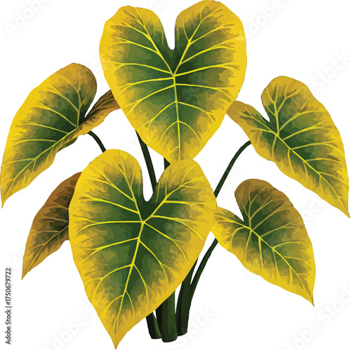 Vibrant taro plant with golden leaves flourishes