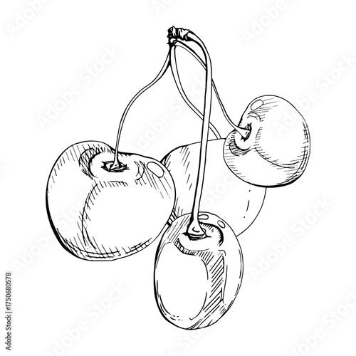 Sweet sour line cherry berries on stems, hand drawn vector ink, scattered ripe cerise drupes. Illustration composition isolated on white. For restaurant, cafe dessert menu, wedding, farmers market