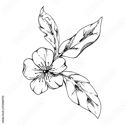 Cherry sakura white flower with plant leaves, hand drawn vector ink, wildflower botanical illustration. Isolated rosette buttonhole composition. Scrapbooking, florist shop, decoupage, wedding cards